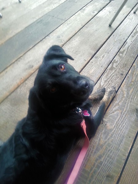 Entry image for Cessna. Clicking this image will show a larger photo