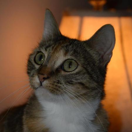 Entry image for Carolina. Clicking this image will show a larger photo