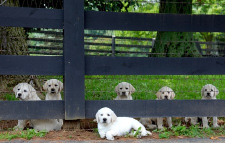 Entry image for SHANE. Clicking this image will show a larger photo