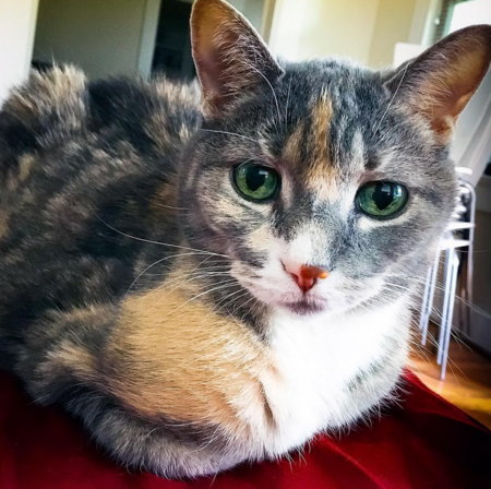 Entry image for Gabby. Clicking this image will show a larger photo