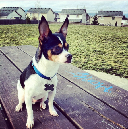 Entry image for Chico. Clicking this image will show a larger photo