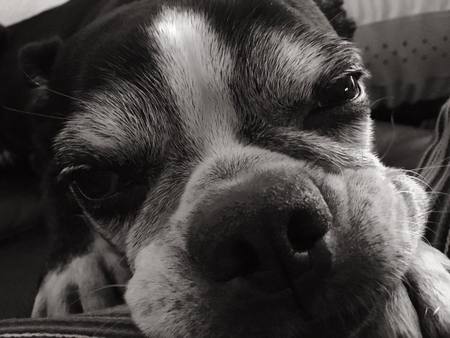 Entry image for Simone "Moni" Gibbs. Clicking this image will show a larger photo