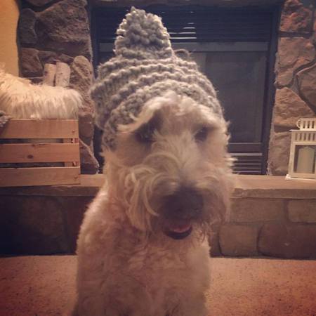 Entry image for Rudy. Clicking this image will show a larger photo