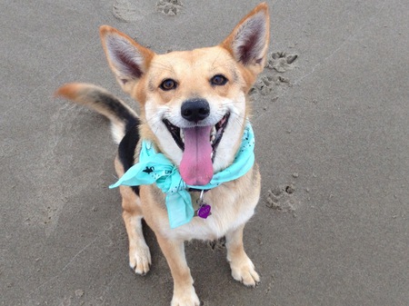 Entry image for Violet. Clicking this image will show a larger photo