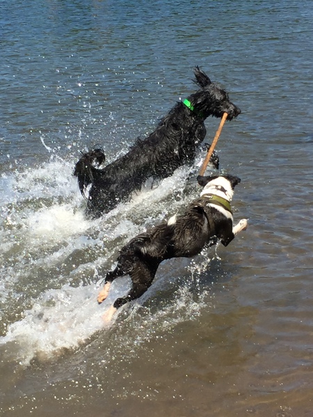 Entry image for Oscar. Clicking this image will show a larger photo