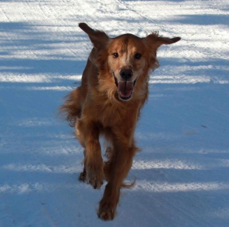 Entry image for Bella. Clicking this image will show a larger photo