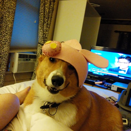 Entry image for Rory . Clicking this image will show a larger photo