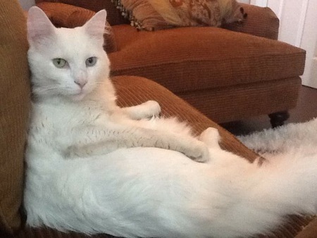 Entry image for Kitty. Clicking this image will show a larger photo