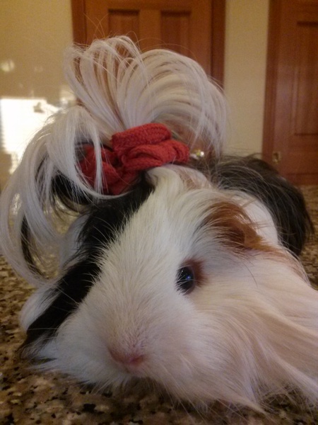 Entry image for Annabelle . Clicking this image will show a larger photo