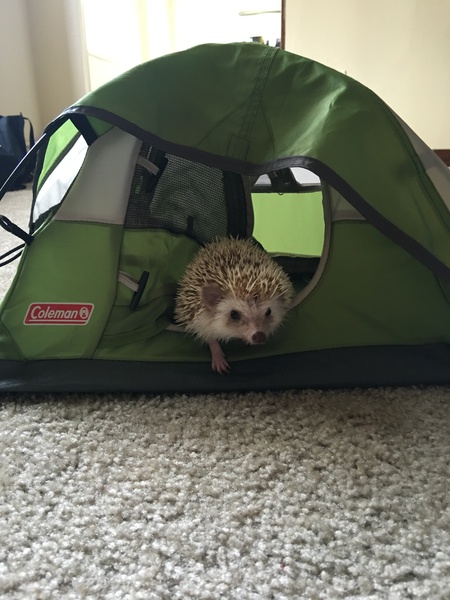 Entry image for Knuckles. Clicking this image will show a larger photo