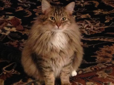 Entry image for Charlie. Clicking this image will show a larger photo