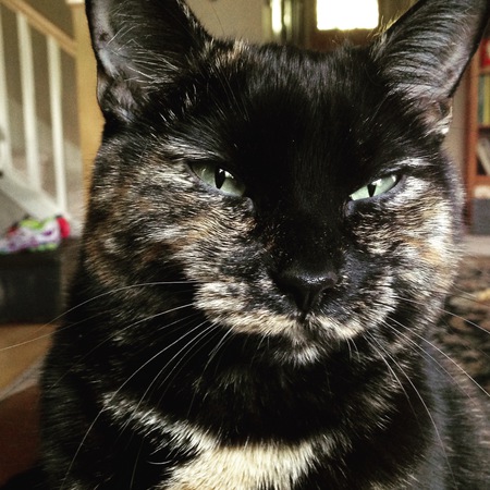 Entry image for Lucy. Clicking this image will show a larger photo