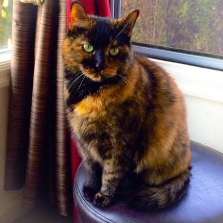 Entry image for Gizmo. Clicking this image will show a larger photo