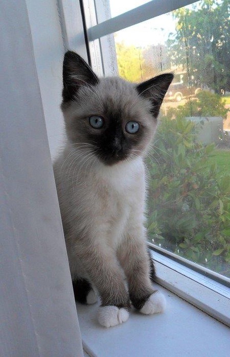 Entry image for Isabella. Clicking this image will show a larger photo