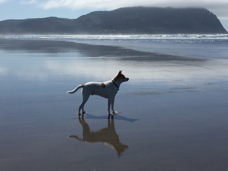 Entry image for Charlie. Clicking this image will show a larger photo