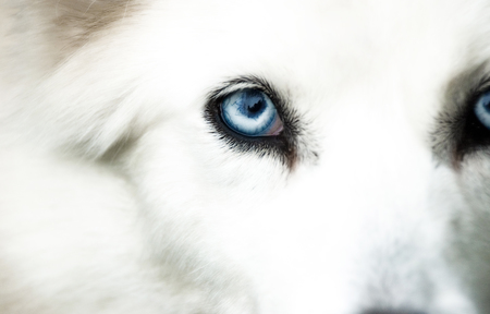 Entry image for Frankie. Clicking this image will show a larger photo