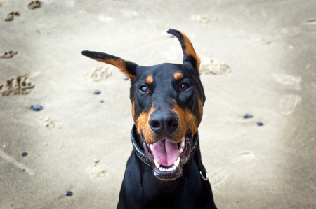 Entry image for Silas. Clicking this image will show a larger photo