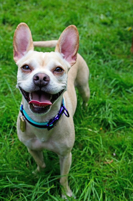 Entry image for Scout. Clicking this image will show a larger photo