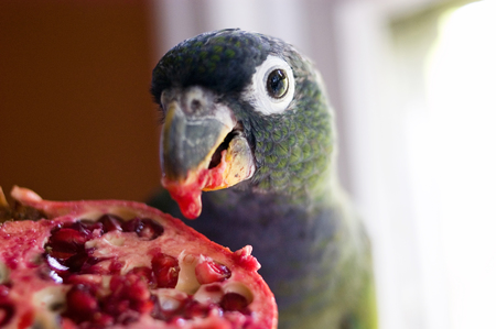 Entry image for Otis. Clicking this image will show a larger photo