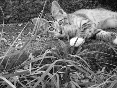 Entry image for Pepper. Clicking this image will show a larger photo