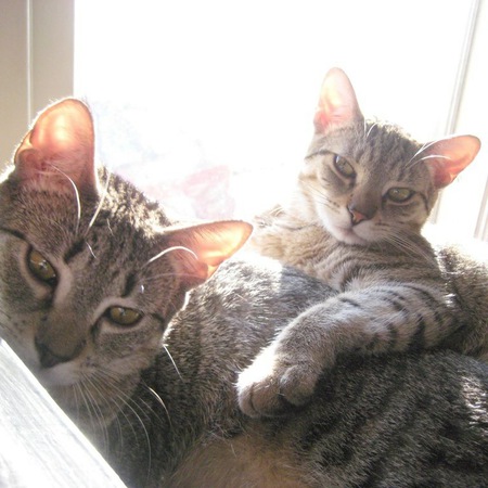 Entry image for Yuki & Savannah. Clicking this image will show a larger photo