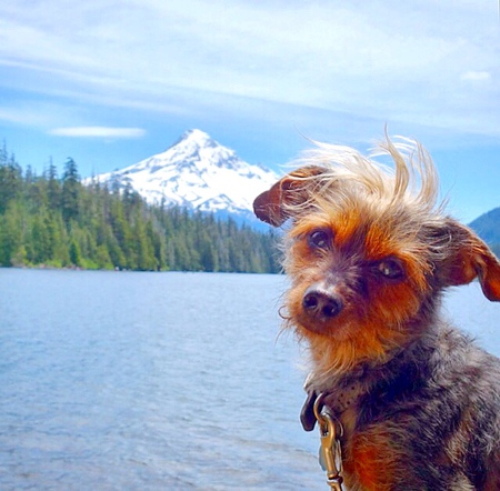 Entry image for scout. Clicking this image will show a larger photo