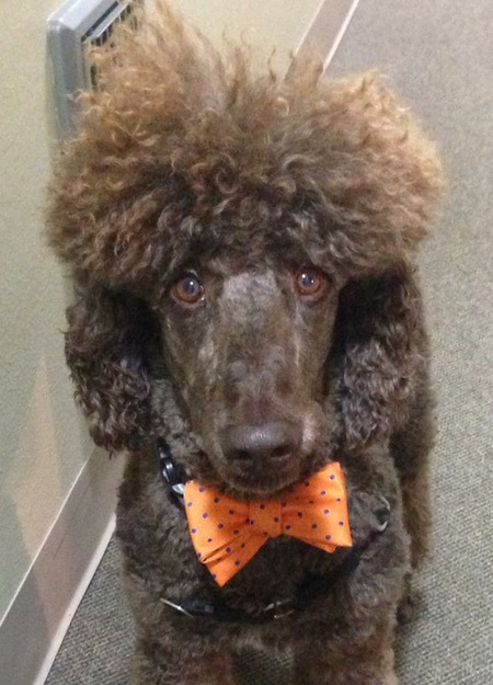 Entry image for Henry  Ford Carlascio. Clicking this image will show a larger photo