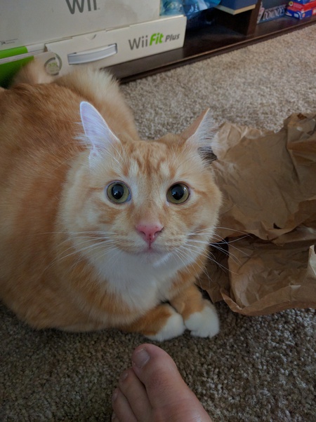 Entry image for Lupin. Clicking this image will show a larger photo