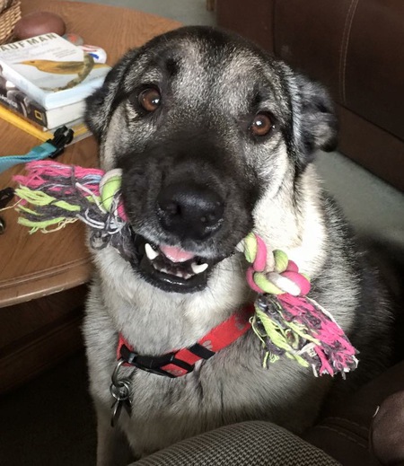 Entry image for Punkin. Clicking this image will show a larger photo