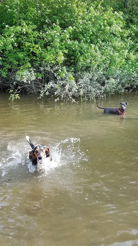 Entry image for Joey and Goose. Clicking this image will show a larger photo