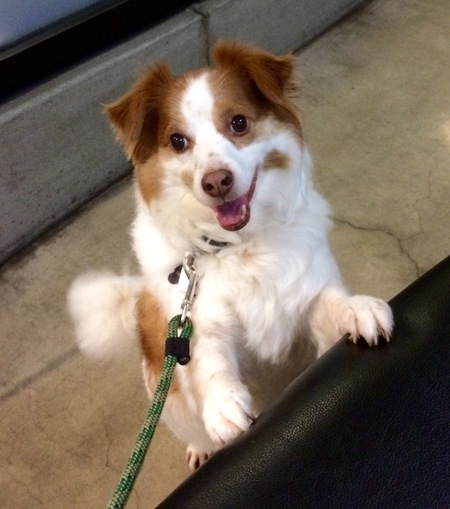 Entry image for Sparky. Clicking this image will show a larger photo