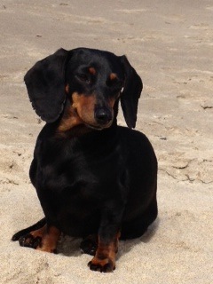 Entry image for Angel Monkey. Clicking this image will show a larger photo