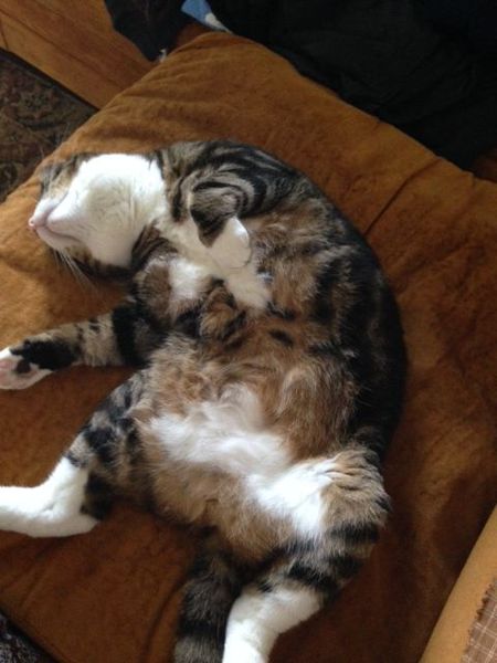 Entry image for Bella. Clicking this image will show a larger photo