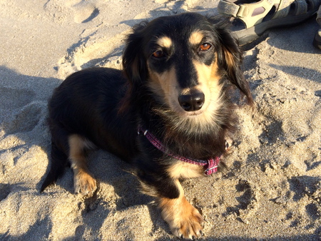 Entry image for Annie. Clicking this image will show a larger photo