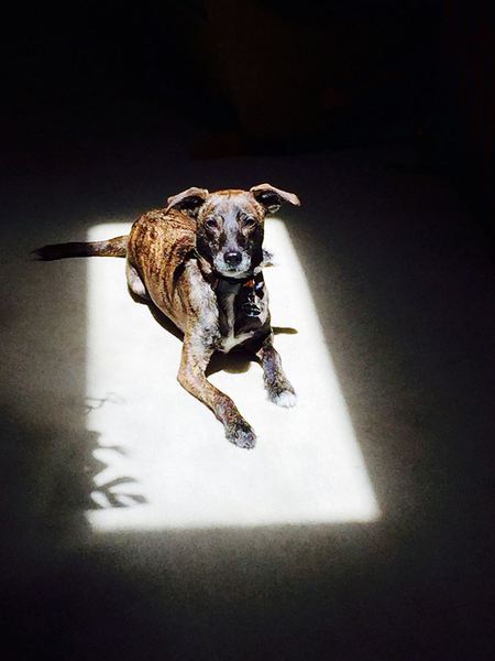 Entry image for Roo. Clicking this image will show a larger photo