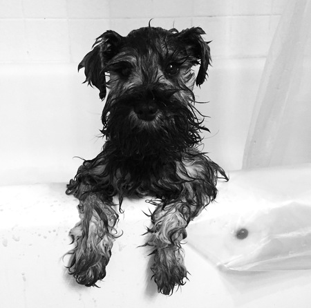 Entry image for Stella. Clicking this image will show a larger photo