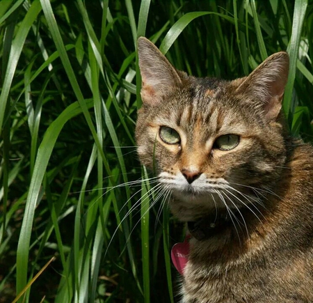 Entry image for Cinnamon. Clicking this image will show a larger photo