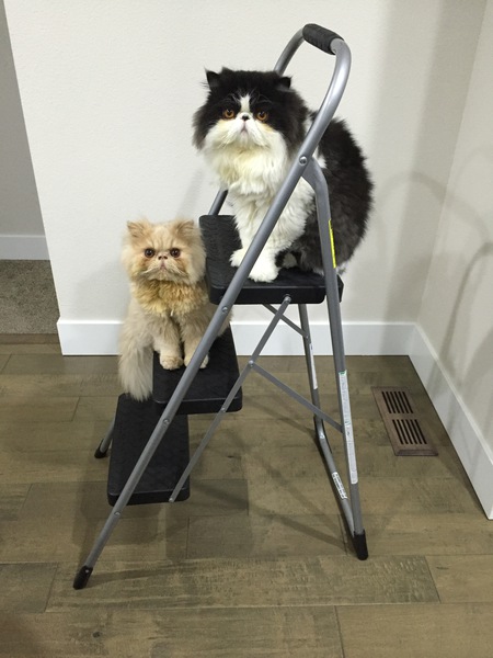 Entry image for Stewie and Brutus. Clicking this image will show a larger photo