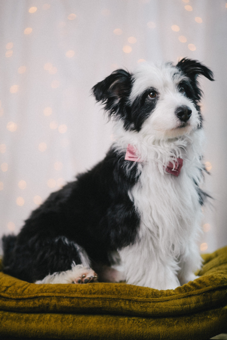 Entry image for Robbie. Clicking this image will show a larger photo