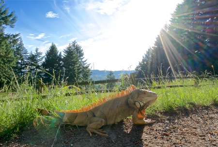 Entry image for Dino the Iguana. Clicking this image will show a larger photo