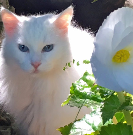 Entry image for Sky Blue. Clicking this image will show a larger photo