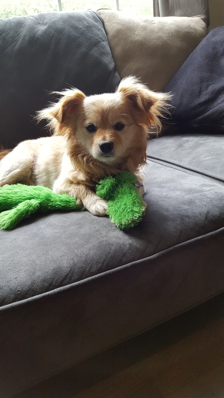 Entry image for Teddy Bear. Clicking this image will show a larger photo