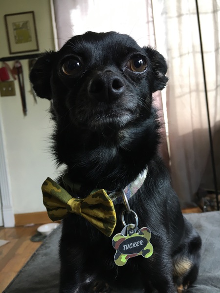 Entry image for Tucker. Clicking this image will show a larger photo