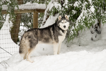 Entry image for Sh'Daya. Clicking this image will show a larger photo