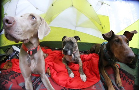 Entry image for Toby, Nora, Coco. Clicking this image will show a larger photo