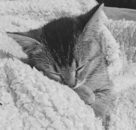 Entry image for Jasmine. Clicking this image will show a larger photo