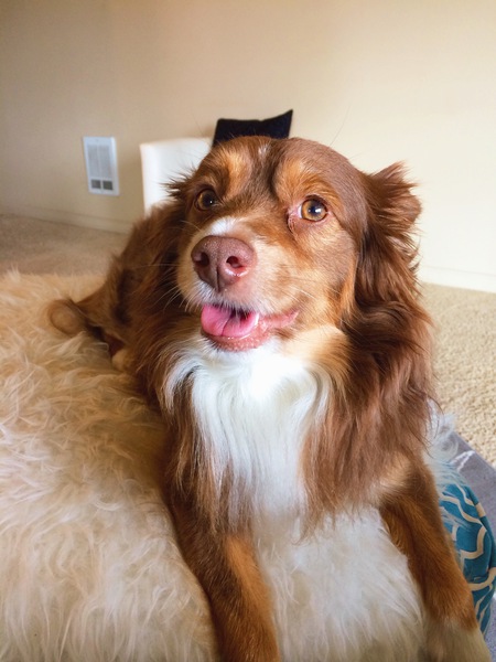 Entry image for Copper. Clicking this image will show a larger photo