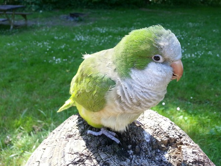 Entry image for Buddy. Clicking this image will show a larger photo