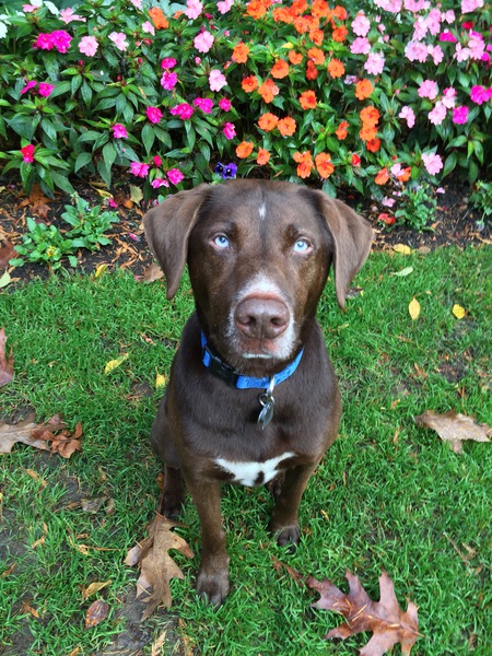 Entry image for Havo Maronde. Clicking this image will show a larger photo