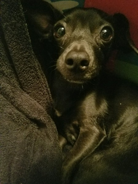 Entry image for Jelly Bean. Clicking this image will show a larger photo